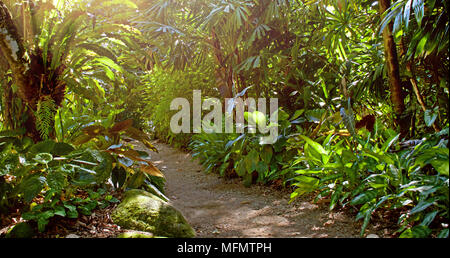 Elevant vers la lumière sur un jardin tropical paisible chemin bordé de plantes à feuillage dont madonna lillies, oiseaux nichent fougères et palmiers Banque D'Images