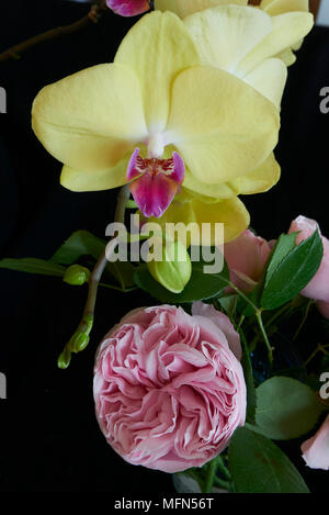 Orchidée jaune avec rose souvenir de la Malmaison rose Banque D'Images