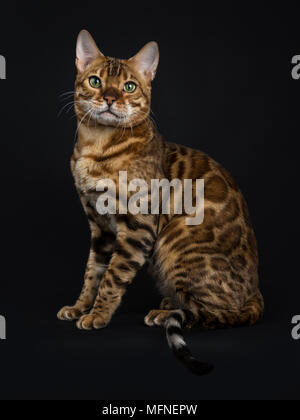 Homme brillant adultes avec des yeux verts Bengal chat assis côté et regardant droit dans la caméra isolé sur fond noir Banque D'Images