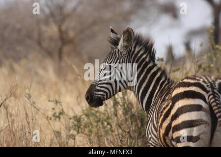 Belle affiche zebra stripes tout en regardant pour les prédateurs. Banque D'Images