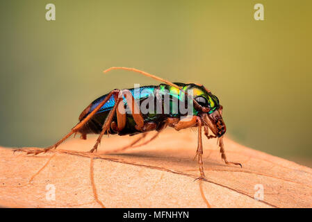 Tiger beetle - Ciccindelidae Banque D'Images