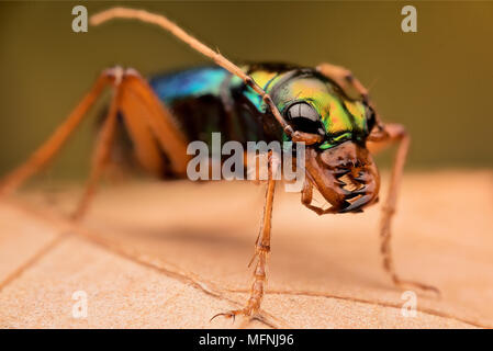 Tiger beetle - Ciccindelidae Banque D'Images