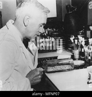 Alexander Fleming (1881-1955) bactériologiste écossais. A découvert la pénicilline en 1928. Photographie Banque D'Images