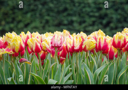 Ligne de grandes tulipes orange et rouge Banque D'Images