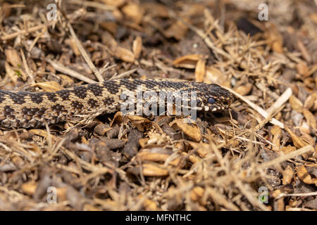 Côté sur photographie d'adder, à en juger par la couleur bleu foncé de l'œil ce spécimen sera mue sa peau plus rapidement Banque D'Images