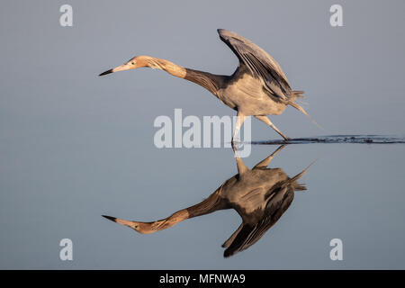 Aigrette rougeâtre réflexions, en Floride, la danse de l'auvent Banque D'Images