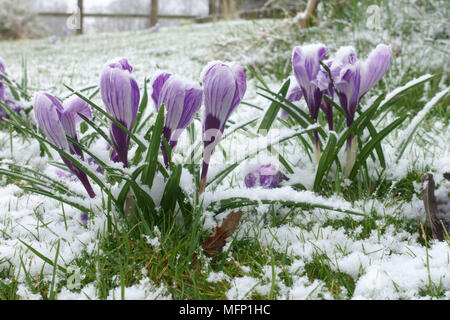 La neige légère poussière sur la floraison de grandes fleurs blanc et violet crocus 'Pickwick' en hiver, Berkshire, Mars Banque D'Images