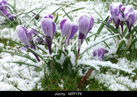 La neige légère poussière sur la floraison de grandes fleurs blanc et violet crocus 'Pickwick' en hiver, Berkshire, Mars Banque D'Images