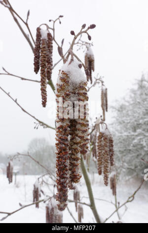 Mince couche de neige sur les chatons mâles et les fleurs femelles immatures de l'aulne, Alnus glutinosa, arbre à la fin de l'hiver, Mars Banque D'Images