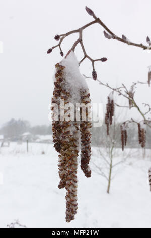 Mince couche de neige sur les chatons mâles et les fleurs femelles immatures de l'aulne, Alnus glutinosa, arbre à la fin de l'hiver, Mars Banque D'Images