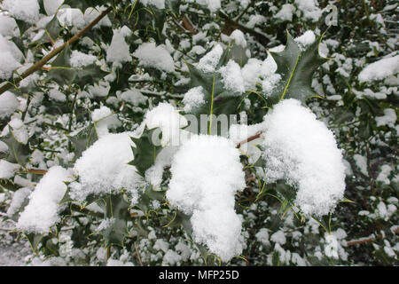 La couverture de neige sur le figuier de feuilles luisantes de houx, Ilex aquifolium, sur un fond gris, froid, l'hiver 24 Mars, Banque D'Images