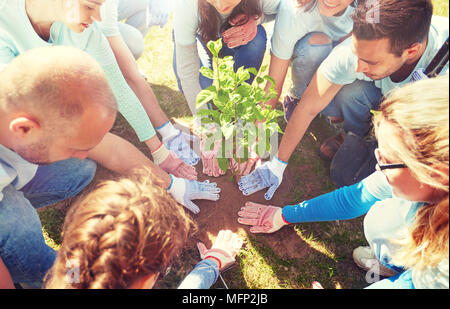 Groupe de bénévoles la plantation tree in park Banque D'Images