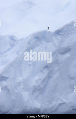 Low angle view of un pingouin debout sur un glacier Ref : CRB419 10001  005 crédit obligatoire : le projet de loi Coster/sem - Allemand Banque D'Images