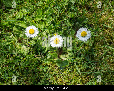 Trois fleurs de la politique commune de lutte contre les mauvaises herbes de la pelouse avec floiage grwing Bellis perennis dans une pelouse Banque D'Images