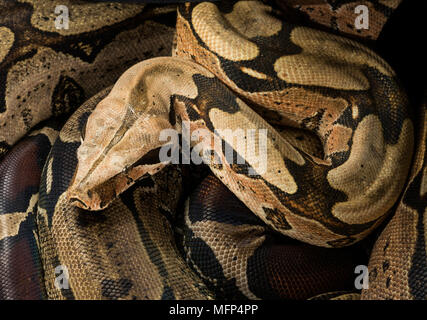 Close up of Boa constrictor constrictor - Surinam Guyana. Homme Banque D'Images