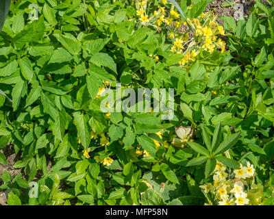 De plus en plus d'un aîné au sol par cowslips floraison Banque D'Images