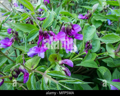 Close up of les fleurs de la floraison précoce Lathyrus vernus Banque D'Images