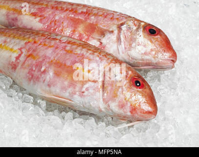 Mullus surmuletus Grondin, fraîche, poissons sur la glace Banque D'Images