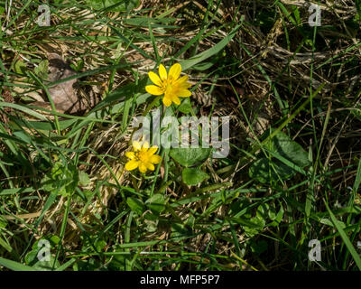 Lesser celandine, Ficaria verna dans l'herbe en pleine croissance montrant les fleurs jaunes et feuillage en forme de coeur Banque D'Images