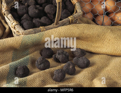 Les oeufs de poule avec truffe du Périgord tuber melanosporum, Banque D'Images