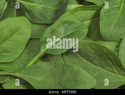 Salade de pousses d'épinards, Spinacia oleracea Banque D'Images