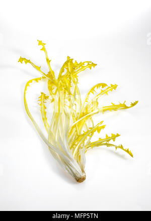 Salade française appelée Barbe de capucin, Cichorium intybus, feuilles contre fond blanc Banque D'Images
