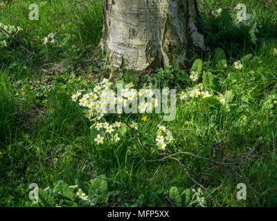 Des parcelles de plus en plus jaune commun primroses sous un arbre de l'ombre pommelé Banque D'Images
