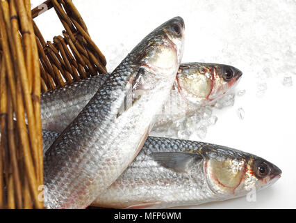 Rouget, Chelon labrosus, poissons frais sur la glace Banque D'Images