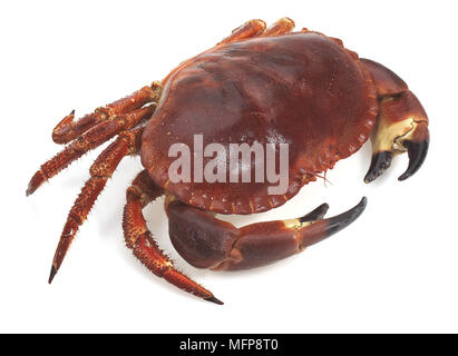 Crabe frais, Cancer pagurus against White Background Banque D'Images