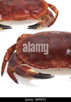 Crabe frais, Cancer pagurus against White Background Banque D'Images