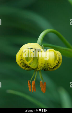 Turk's jaune-cap lily (Lilium pyrenaicum). Banque D'Images