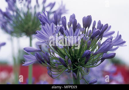 Close up d'agapanthus africanus, communément connu sous le nom de African Lily Banque D'Images