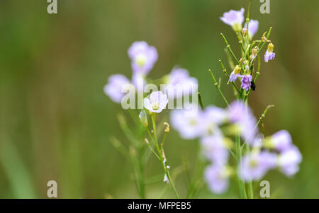 Les petites fleurs sauvages roses Banque D'Images