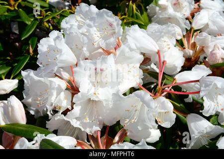 Quaker Girl white rhododendrons rhododendrons Banque D'Images