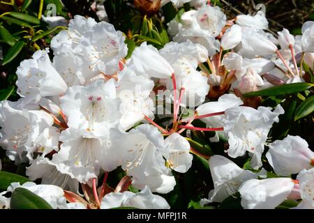 Quaker Girl white rhododendrons rhododendrons Banque D'Images