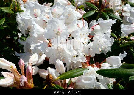 Quaker Girl white rhododendrons rhododendrons Banque D'Images