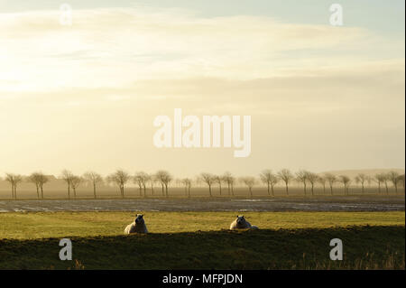 Deux moutons dans le lever du soleil domaine de Hollande Banque D'Images