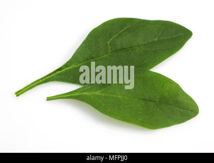 Salade de pousses d'épinards, Spinacia oleracea, feuilles contre fond blanc Banque D'Images