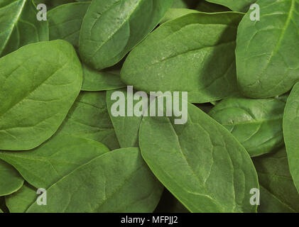 Salade de pousses d'épinards, Spinacia oleracea Banque D'Images