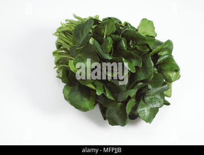 Le cresson de fontaine, Nasturtium officinale, Salade against White Background Banque D'Images