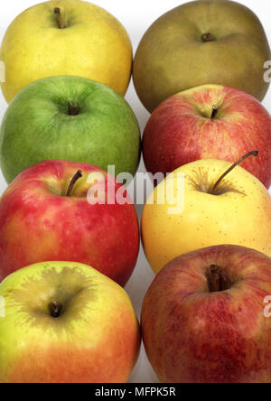 Les pommes, Calville, Canada, Golden, Granny Smith, Pink Lady, Royal Gala, l'étourneau, Malus domestica Banque D'Images