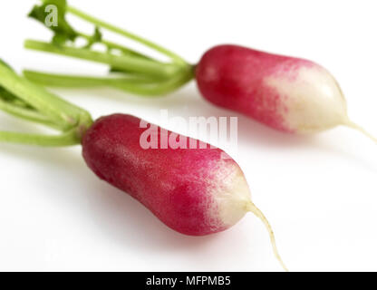 Radis roses, Raphanus sativus against White Background Banque D'Images