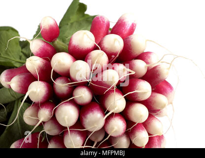 Radis roses, Raphanus sativus against White Background Banque D'Images