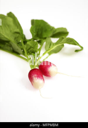 Radis roses, Raphanus sativus against White Background Banque D'Images