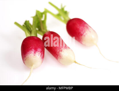 Radis roses, Raphanus sativus against White Background Banque D'Images