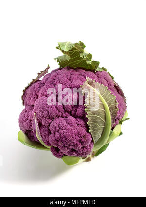 Caulliflower violet, Brassica oleracea against White Background Banque D'Images