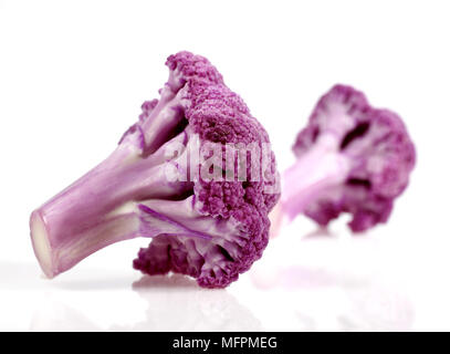 Caulliflower violet, Brassica oleracea against White Background Banque D'Images