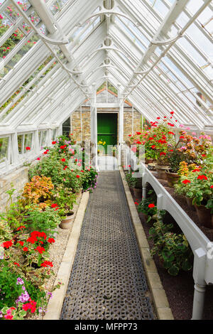 Le Pencalenick émissions remplies de géranium à fleurs plantes dans les jardins perdus de Heligan Cornwall Banque D'Images