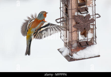 Chaffinch en vol Banque D'Images