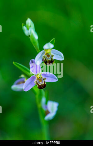 Ophrys apifera, connue en Europe comme l'orchidée abeille, est une plante herbacée vivace appartenant à la famille des Orchidacées, Liendo Vallée, Cantabria, Spai Banque D'Images